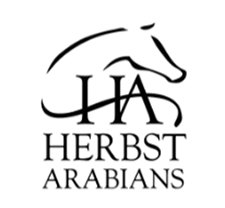 Herbst Arabians